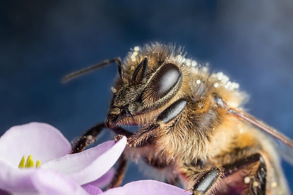 Bee with flower