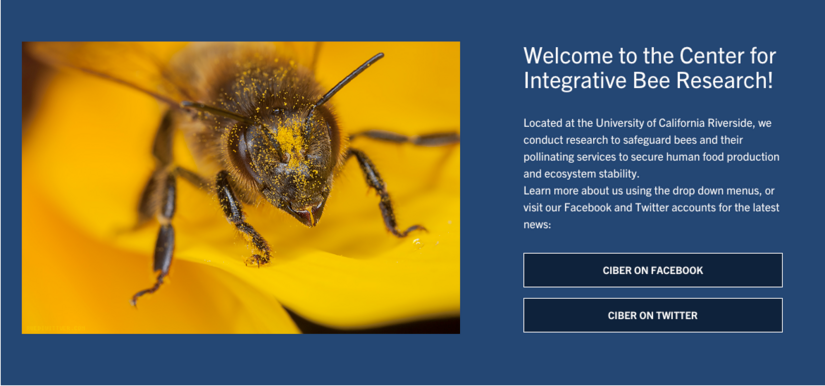 teaser callout screenshot bee Teaser Callout bee screenshot
